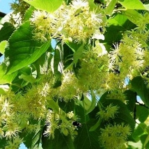 Опилки липовые оптом в Назрани от завода-производителя Лигнум Ресурс